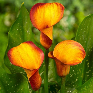 Zantedeschia 'Fire Dancer', Calla Lily 'Fire Dancer', Arum Lily 'Fire Dancer', Calla Lilies, Arum Lilies, Zantedeschia care, orange calla lilies, peach calla lilies